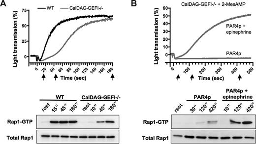 Figure 5. Similar kinetics for Rap1 activation and aggregation in platelets stimulated with PAR4p. (A) Time course for the aggregation response (top panel) and for Rap1 activation (bottom panel) in WT or CalDAG-GEFI–deficient (CalDAG-GEFI−/−) platelets stimulated with 1.0 mM of PAR4p. Samples for the determination of Rap1-GTP and total Rap1 levels were withdrawn from the aggregation tubes at t = 15, 45, or 180 minutes after addition of the agonist (indicated by black arrows). Results are representative of 3 independent experiments. (B) Time course for the aggregation response (top panel) and for Rap1 activation (bottom panel) in 2-MesAMP-pretreated CalDAG-GEFI−/− platelets stimulated with 1.5 mM of PAR4p in the presence or absence of 10 μM of epinephrine. Samples for the determination of Rap1-GTP and total Rap1 levels were withdrawn from the aggregation tubes at the indicated time points. Results are representative of 3 independent experiments.