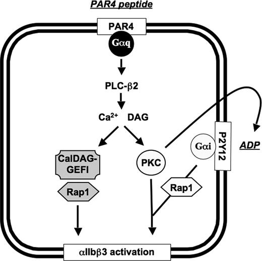 Figure 6. Schematic representation of the CalDAG-GEFI–dependent and PKC-dependent signaling pathways leading to αIIbβ3 activation in mouse platelets. PLC-β2 indicates phospholipase C-β2; PAR4, protease activated receptor 4; Gαq/Gαi, heterotrimeric G protein; PKC, protein kinase C.