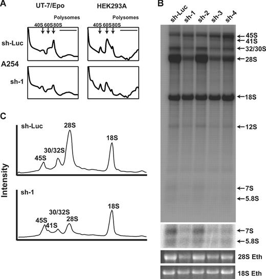 Figure 5. Rpl35A is required for large ribosomal subunit assembly and pre-rRNA processing. (A) To identify potential sources of altered proliferation, polysome analysis was performed on UT-7/Epo (left column) and HEK293A (right column) cells infected with control (top row) or RPL35A (bottom row) sh-1. Cells were sorted 3 days after lentiviral infection and returned to media for 24 hours before treatment with cycloheximide and fractionation of lysates on a sucrose gradient. The 40S, 60S, and 80S peaks are indicated by; the polysome fraction lies below the horizontal line. In comparison to control shRNA-infected cells, cells infected with RPL35A shRNA demonstrated a decreased 40S:60/80S ratio, indicating a relative reduction of free 60S subunits. Similar results were seen in UT-7/Epo and HEK293A cells transduced with RPL35A sh-3 (not shown). Experiments were performed once with 2 different RPL35A shRNA for HEK293A cells and twice with 2 RPL35A shRNAs in UT-7/Epo cells. (B) Metabolic labeling of nascent RNA with 32P was used to identify abnormalities of pre-rRNA processing. Lentivirus-infected cells sorted 6 days after infection were plated in phosphate-free media in 6-well plates for 2 hours before the addition of 32P orthophosphate for 1 hour, washed, and then incubated in complete media for 4 hours. RNA was fractionated on 1.3% agarose/formaldehyde gels, dried, and autoradiographed. denotes the indicated mature and pre-rRNA species. RPL35A knockdown resulted in marked decrease of 32S, 28S, and 12S labeling without affecting mature 18S labeling. An increased exposure of the gel demonstrates reduced 7S and 5.8S rRNA. An ethidium bromide stain of the gel is also shown. (C) Intensity profile of lanes 1 and 2 demonstrates the reduction of 28S, preservation of 18S, and the appearance of a 41S band (shoulder adjacent to the 45S peak) not seen in control cells. Eth indicates ethidium bromide; sh-Luc, Luciferase-control transduced cells; sh-1, -2, -3, and -4, respective RPL35A shRNAs.