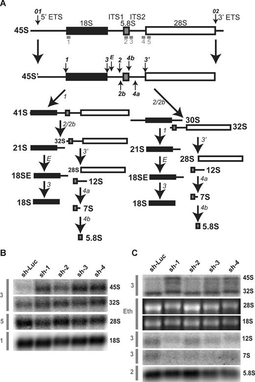 Figure 6. Rpl35A is required for pre-rRNA processing in ITS1 and ITs2. (A) A schematic of human pre-rRNA processing. Mature ribosomal RNA species are indicated by shaded boxes: ■, 18S; , 5.8S; □, 28S. External and internal transcribed spacers are indicated as lines between the mature species and labeled above the primary pre-rRNA transcript. Cleavage sites, as originally proposed by Hadjiolova et al,53 are shown by numbered arrows above the 45S and 45S′ transcripts. The sequence of cleavage of the 45S′ pre-RNA at sites 1 and 2 results in 2 alternative processing pathways. Two additional human cleavage sites (2b and 4a) shown as numbered arrows below the transcript are inferred from these studies. The presence of a 7S precursor to 5.8S rRNA implies an additional cleavage (4a) within ITS2. An additional cleavage site corresponding to the yeast A3 site (2b) within ITS1 is also proposed. The positions of oligonucleotide probes used for Northern analysis are shown in gray below the primary transcript. (B,C) Northern analysis of rRNA from RPL35A knock-down in UT7-Epo demonstrates steady-state increases in 45S:32S and 32S:12S ratios, indicating a disruption of 32S pre-rRNA maturation with resultant decreases in mature 28S (B) and 5.8S (C) rRNA. The rRNA species are indicated to the right of each panel; the probe used is indicated in gray to the left of each panel. Eth indicates ethidium bromide; Sh-Luc, Luciferase-control transduced cells; sh-1, -2, -3, or -4, respective RPL35A shRNAs.