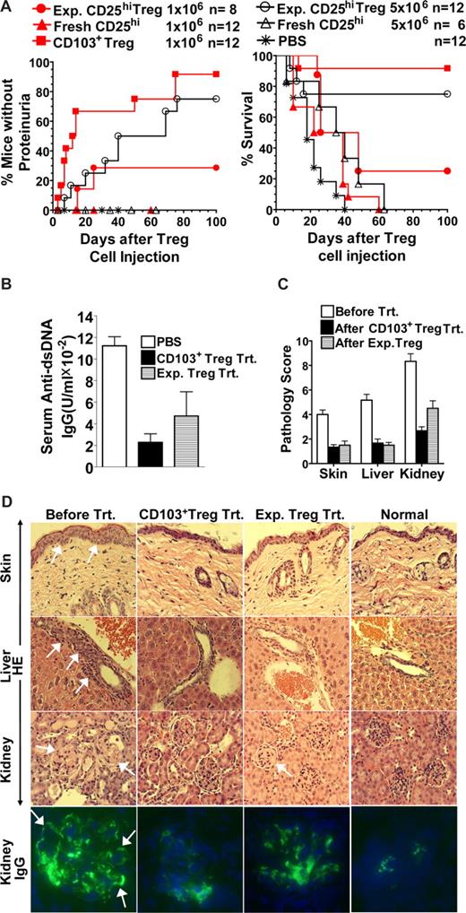 Figure 3. CD103+ Treg cells potently ameliorated ongoing chronic GVHD. Sublethally irradiated BALB/c recipients were given 100 × 106 DBA/2 donor spleen cells to induce chronic GVHD with proteinuria. Twenty days after HCT, the chronic GVHD recipients were infused with either CD103+CD4+ Treg cells from other recipients or freshly isolated or in vitro–activated CD25hi natural Treg cells from DBA/2 donors (1-5 × 106 each). The control recipients were given PBS only. The recipients were monitored daily for proteinuria and survival. (A) The percentage of recipients with reversal of proteinuria and percentage of survival. There were 6 to 12 recipients in each group combined from 2 or 3 replicate experiments. (B) The serum levels of anti-dsDNA IgG 20 days after infusion of CD103+ Treg cells (106), in vitro–activated natural Treg cells (5 × 106), or PBS. (C) Histopathology score (mean ± SE, n = 6). (D) Histology of skin, liver, and kidney of representative recipients before and after treatment with CD103+ Treg cells or in vitro–activated natural Treg cells. Tissues of BALB/c mice without HCT are shown as normal control. Slides were examined at 400× magnification. The samples were visualized with an Olympus BX51 fluorescent microscope equipped with Olympus 20×/0.70 NA and 40×/0.90 PlanApo objectives (Olympus America, Melville, NY) and a Pixera (600CL) cooled CCD camera (Pixera, Los Gatos, CA). Fluorescent images relative to each marker were collected using a corresponding filter set and Pixera Viewfinder acquisition software 3.0. Color composite images were generated using Adobe Photoshop 7.0 (Adobe Systems, San Jose, CA).