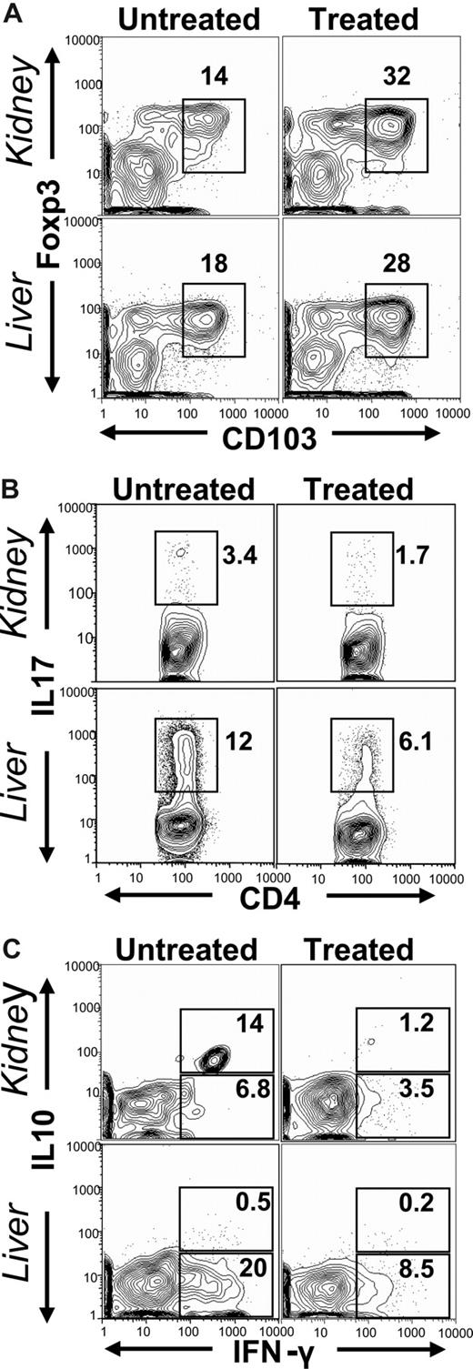 Figure 6. CD103+ Treg cells reduced pathogenic CD4+ T cells in GVHD target tissues. Twenty days after infusion of CD103+ Treg cells, mononuclear cells from kidneys and livers of untreated and treated recipients were stained for CD4, CD103, IL-17, IL-10, and IFN-γ. (A) The gated CD4+ T cells were shown in FoxP3 versus CD103. (B) The gated CD4+ T cells were shown in IL-17 vs CD4. (C) Gated CD4+ T cells were shown in IL-10 vs IFN-γ. One representative of 4 replicated experiments is shown. The means (± SE) of percentage of FoxP3+ cells among CD4+ T cells in kidney and liver of untreated and treated recipients are 12.6% (± 2.5%) versus 31.7% (± 3.6%) and 16.8% (± 2.5%) versus 26.9% (± 4.5%), respectively. The means (± SE) of percentage of IL-17+ cells among CD4+ T cells in kidney and liver of untreated and treated recipients is 3.1% (± 1.7%) versus 1.6% (± 0.2%) and13.6% (± 2.1%) versus 7.4% (± 0.7%), respectively. The mean (± SE) percentages of IL-10+IFN-γ+ cells among CD4+ T cells in kidney and liver of untreated and treated recipients are 15.8% (± 3.5%) versus 1.8% (± 0.4%) and 0.8% (± 0.3%) versus 0.3% (± 0.2%), respectively. The mean (± SE) percentages of IFN-γ+ cells among CD4+ T cells in kidney and liver of untreated and treated recipients are 7.9% (± 0.9%) versus 3.8% (± 0.7%) and 19.4% (± 2.8%) versus 8.1% (± 1.2%), respectively.
