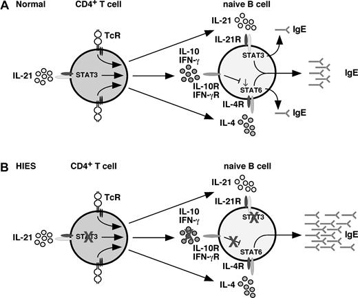 Figure 6. Model of cytokine-mediated regulation of IgE production: role of STAT3. (A) Under normal conditions, CD4+ T (and NK T) cells produce IL-4, IL-21, IL-10, and IFN-γ (among other cytokines) in response to stimulation through the TcR. Production of IFN-γ32–34 and IL-10 (Figure 5) can be enhanced by IL-21. IL-4, and IL-21 alone can induce IgE secretion by naive B cells; however, they act synergistically in a STAT3-dependent manner to promote secretion of high levels of IgE. Induction of IgE by IL-4 is negatively regulated by IL-10 and IFN-γ; the net result of the interplay between IL-4, IL-21, IL-10, and IFN-γ is production of a low basal level of IgE. (B) In HIES because of mutations in STAT3, the ability of (for example) IL-21 to heighten IL-10 and IFN-γ production by activated CD4+ T (and NKT) cells is abrogated; consequently, the suppressive effects of these cytokines on IgE production are attenuated. This is further compounded by the inability of HIES B cells to respond to the regulatory effects of IL-10, which acts through STAT3. Thus, despite the B cells being unable to respond to IL-21, their responses to the stimulatory effects of IL-4 are dysregulated, resulting in excessive production of IgE, a hallmark of HIES.