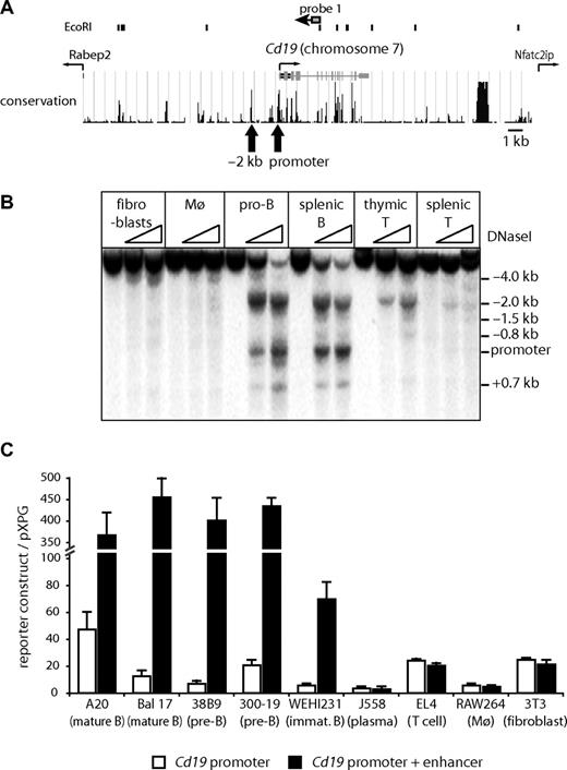 Figure 1. The DNaseI hypersensitive site at −2 kb has B cell–specific enhancer activity. (A) Map of the mouse Cd19 locus on chromosome 7. (Top panel) Position of EcoRI sites and probe 1 used in Southern blotting analysis. (Middle panel) Position of introns, exons, transcription start of Cd19, and neighboring genes and conservation between different species (http://genome.ucsc.edu/). indicates the position of DHS corresponding to the promoter and the enhancer. (B) DNaseI hypersensitive site mapping assays demonstrating strong hypersensitive sites at −2 kb and the promoter. Genomic DNA from DNaseI-treated cells was digested with EcoRI and subjected to Southern blot analysis using probe 1. Cells used were mouse embryonic fibroblast (fibroblasts), bone marrow-derived macrophages (Mø), pro-B cells (pro-B), CD19+ splenocytes (splenic B), Thy1+ thymocytes (thymic T), and Thy1+ splenocytes (splenic T). (C) Transient transfection assays in different mouse cell lines. A mouse Cd19 promoter reporter construct (−7 to −200 bp; □) or a construct containing the −2 kb DHS (−1832 to −2096 bp) combined with the Cd19 promoter (■) was transiently transfected into various cell lines. The relative activity was determined as the luciferase activity of each construct over control vector pXPG. Data represent the mean of 2 to 4 experiments performed in triplicate.