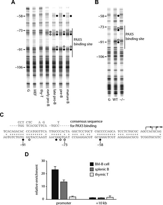 Figure 2. The Cd19 promoter binds PAX5 in B cells in vivo. DMS in vivo footprinting assays were performed at the Cd19 promoter in purified primary cells (A) and pro-B cell lines (B). Early pro-B, late pro-B, pre-B, and mature B cells were purified from bone marrow (Figure S3). G indicates in vitro DMS-treated DNA; MEF, mouse embryonic fibroblast; thy-T, THY1+ thymocytes; WT, wild-type pro-B cells; −/−, Pax5− pro-B cells. Numbers on the left indicate the positions relative to the ATG. A vertical line on the right is indicative of a high affinity PAX5 binding site. ● and ○ represent guanine residues hyperreactive or hyporeactive to DMS, respectively; gray circles, partial footprints. (C) DNA sequence of the mouse Cd19 promoter. * Nucleotide sequences homologous to the human CD19 locus. ● and ○ represent nucleotides occupied by transcription factors as assayed by in vivo footprinting. The consensus PAX5 recognition sequence is aligned above the promoter sequence. L-shaped arrows are major transcription start sites as determined by reverse transcription transferase-dependent PCR (RT-TDPCR; data not shown). (D) Recruitment of PAX5 in primary cells. CD19+ bone marrow cells (BM-B), CD19+ spleenocytes (splenic B), and Thy-1+ thymocytes (thymic T) cells were purified, crosslinked, and subjected to ChIP assay using a polyclonal antibody against PAX5. Precipitated DNA was amplified with primers specific for the Cd19 promoter, +10 kb regions, and 45S rRna promoter50 (control). Each bar represents the relative enrichment compared with the control region.