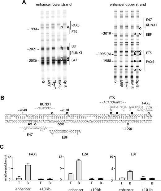 Figure 3. Transcription factor assembly at the Cd19 enhancer. (A) In vivo DMS footprinting assays were performed using primary cells. DMS-modified DNA was amplified using LM-PCR with primers specific for the upper strand of the enhancer region. G indicates in vitro DMS treated DNA; MEF, mouse embryonic fibroblast; thy-T, Thy1+ thymocytes; BM-B, CD19+ bone marrow cells; Sp-B, CD19+ splenocytes. Vertical lines on the right indicate transcription factor binding sites identified by sequence analysis. Symbols are as in Figure 2. (B) Sequence alignment with consensus binding sites. DNA sequence at the enhancer was aligned with consensus sequence of transcription factor binding sites (E47, EBF, RUNX1, ETS, PAX5). Symbols are as in Figure 2. (C) ChIP experiments performed on Thy1+ thymocytes (T) and CD19+ splenocytes (B) using antibodies against PAX5, E2A, and EBF. Enrichment was measured at the enhancer and a control region at +10 kb. Relative enrichment was normalized against 45S rRna promoter.