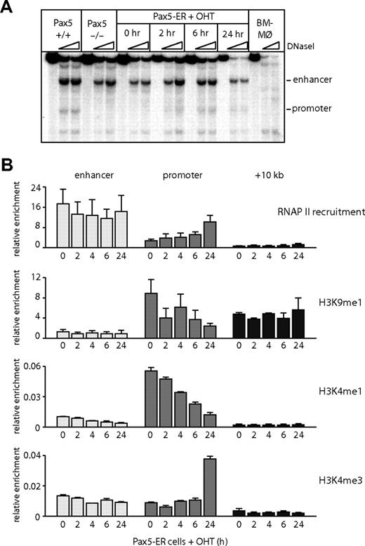 Figure 4. The Cd19 enhancer is reorganized and accessible before PAX5 expression. (A) DNaseI hypersensitivity assays were performed in bone marrow–derived macrophages (BM-Mø), wild-type (Pax5+/+), and Pax5−/− pro-B cells and Pax5-ER cells induced with OHT for 0, 2, 6, and 24 hours. DNaseI-treated DNA was analyzed by Southern blot as described in Figure 1. (B) RNAP II recruitment, the levels of monomethylated histone H3 lysine 9 (H3K9), monomethylated, and trimethylated histone H3 lysine 4 (H3K4) were measured by ChIP assays in Pax5-ER cells induced with OHT. The enrichment was measured at the promoter, enhancer, and a downstream region at +10 kb. The values were normalized against the enrichment at a control region on chromosome 11 (Gapdh pseudogene). Data represent the mean value of 3 (RNAP II) or 2 (histone modification) independent experiments performed in triplicate.