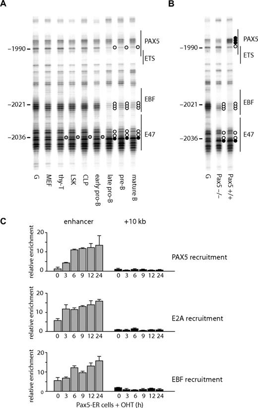 Figure 6. Changes in transcription factor assembly at the Cd19 enhancer during B-cell differentiation. In vivo DMS footprinting assays were performed on purified primary cells at various stages of B-cell differentiation (A) and pro-B cell lines (B). DMS-modified and piperidine-cleaved DNA was amplified using LM-PCR with primers specific for the enhancer region. Symbols are as in Figure 2. (C) E2A and EBF bind to the enhancer in pro-B cells in the presence or absence of PAX5. ChIP assays were performed using Pax5-ER cells induced with OHT and antibodies specific for E2A, EBF, and PAX5. The enrichment was measured at the enhancer and a downstream region at +10 kb. The value for relative enrichment was normalized against the enrichment at 45 s rRna promoter. Data are representative of 2 independent experiments performed in triplicate.