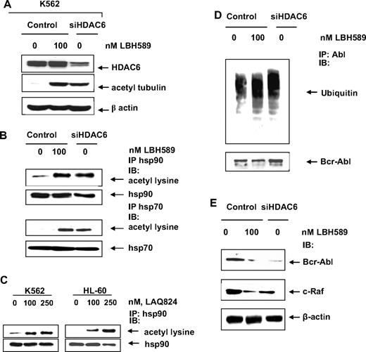 Figure 1. Hydroxamic acid analogues induce acetylation of hsp90 and hsp70. (A) K562 cells were transfected with control or siHDAC6 constructs. After 48 hours, they were exposed to the indicated does of LBH589 for 16 hours and immunoblotted for HDAC6, acetyl-tubulin, or β-actin. (B) After 48 hours of control vector or siHDAC6 transfection and indicated exposure to LBH589, hsp90 and hsp70 were immunoprecipitated and immunoblotted for acetyl lysine or indicated chaperone/cochaperone. (C) K562 and HL-60 cells were exposed to the indicated concentrations of LAQ824 for 16 hours. After this, hsp90 was immunoprecipitated from the cell lysates and immunoblotted with either anti-hsp90 or anti–acetylated lysine antibody. (D) The cell lysates from K562 cells expressing HDAC6 siRNA or from untreated or LBH589-treated K562 cells were immunoprecipitated with anti-Abl antibody, and the immunoprecipitates were immunoblotted with antiubiquitin. The blot was stripped and immunoblotted with anti-Abl antibody. (E) The cell lysates were immunoblotted with anti-Abl or anti–c-Raf antibody. The levels of β-actin served as the loading control.