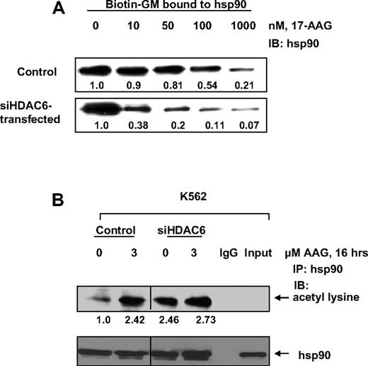Figure 2. Depletion of HDAC6 increases the affinity of acetylated hsp90 for 17-AAG. (A) K562 cells were transfected with control vector or siRNA to HDAC6. After 48 hours, the cells were harvested and lysed. The lysates were incubated with or without indicated doses of 17-AAG for 30 minutes at 4°C, and then incubated with biotin-GM for 1 hour at 4°C. To this, washed Streptavidin-agarose beads were added and incubated overnight at 4°C. The immunoprecipitates were washed and proteins were eluted with SDS sample loading buffer before the immunoblot analyses with specific antibody against hsp90. Bands in the Western blots were quantified by densitometry using ImageQuant5.2 (GE Healthcare, Piscataway, NJ). (B) Vector of siHDAC6-transfected cells were exposed to indicated dose of 17-AAG after 48 hours of transfection. Hsp90 acetylation was assessed as described in “Acetylation of Hsp90 and its binding to ATP-Sepharose.” Vertical line has been inserted to indicate a repositioned lane from the same gel.