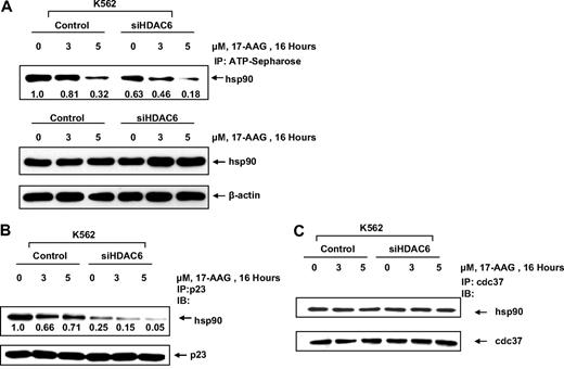 Figure 3. Knockdown of HDAC6 expression inhibits binding of ATP to hsp90 and affects the binding of hsp90 to its cochaperone p23. (A) K562 cells expressing HDAC6 siRNA or K562 vector control cells were treated with the indicated dose of 17-AAG for 16 hours. After this treatment, cell lysates were affinity precipitated with ATP-Sepharose and immunoblotted with anti-hsp90 antibody. The levels of hsp90 after 17-AAG treatment are as indicated. (B) Vector control K562 and HDAC6 siRNA knockdown cells were left untreated or treated for 16 hours with 3 and 5 μM 17-AAG. Lysates were immunoprecipitated with anti-p23 antibody followed by immunoblotting with anti-hsp90 and anti-p23 antibody. (C) Alternatively, lysates were immunoprecipitated with anti-cdc37 antibody followed by immunoblotting with anti-hsp90 and anti-cdc37 antibody.