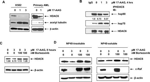 Figure 4. HDAC6 has chaperone association with hsp90. (A) K562 cells or primary AML sample were treated with indicated doses of 17-AAG for 16 hours and 24 hours, respectively. After this, the resulting lysates were probed for HDAC6, acetyl-tubulin, and β-actin. (B) HDAC6 was immunoprecipitated from the cells incubated for 4 hours with indicated doses of 17-AAG and immunoblotted with anti-hsp90, anti-hsp70, or anti-HDAC6 antibody. (C) K562 cells were exposed to indicated concentrations of drugs for 8 hours and the resulting cell lysates were immunoblotted for HDAC6 and β-actin. (D) K562 cells were exposed to indicated concentration of drugs for 8 hours and NP-40–insoluble and –soluble fractions were prepared from the cell lysates. The resulting fractions were immunoblotted with anti-HDAC6 or anti–c-Raf antibodies.