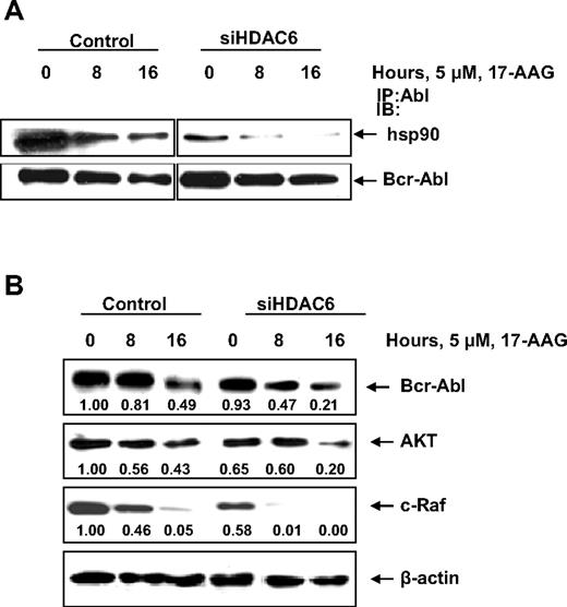 Figure 5. Diminishing the levels of HDAC6 in leukemic cells not only reduces the binding of hsp90 to its client protein (Bcr-Abl) but also causes partial depletion of the client protein levels. (A) K562 cells were transfected with vector control or HDAC6 siRNA for 48 hours. After this, the cells were treated with 5 μM 17-AAG for 0, 8, and 16 hours and cell lysates were immunoprecipitated with anti-Abl antibody, and the immunoprecipitates were either immunoblotted with anti-hsp90 or anti-Abl antibody. (B) Alternatively, the cell lysates were immunoblotted with anti-Abl, AKT, or anti–c-Raf antibody. The levels of β-actin served as the loading control.