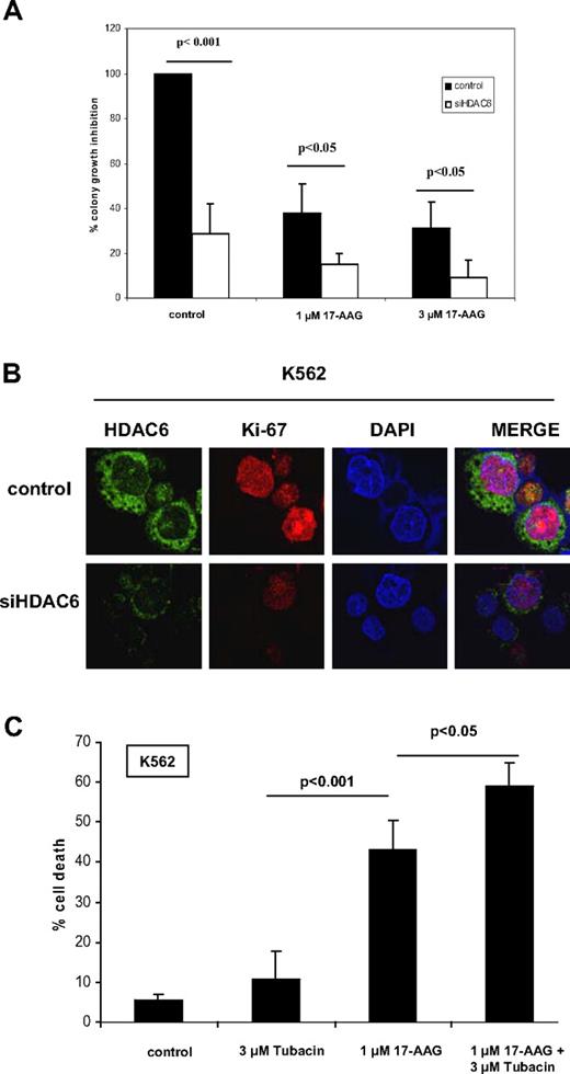 Figure 6. Knockdown or inhibition of HDAC6 augments loss of clonogenic survival due to treatment with 17-AAG. (A) K562-transfected with control/siHDAC6 construct for 24 hours followed by treatment with indicated doses of 17-AAG for 24 hours and colonies were counted on day 10. Values plotted are means of 3 experiments plus or minus SD. P values were determined by Student t test. (B) K562-transfected with control/siHDAC6 construct for 48 hours, stained with anti-HDAC6 and anti–Ki-67 antibodies, and imaged using confocal immunofluorescent microscope using a 63×/1.2 W correction objective. (C) K562 cells were treated with indicated doses of tubacin with or without 17-AAG for 48 hours, and the loss of survival was assessed by trypan blue exclusion test. Error bars represent SD.