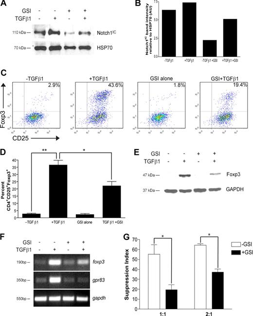 Figure 1. In vitro GSI treatment blocks TGFβ1-induced Foxp3 expression and function. CD4+CD25− splenocytes were isolated and stimulated under the following conditions: no treatment, + TGFβ1, + GSI alone, or + GSI + TGFβ1. (A) Notch1 expression in cells pretreated without or with GSI was evaluated by immunoblotting using antibodies that recognized the cleaved, active form of Notch1 (Notch1IC). Antibody specific for HSP70 was used to control for loading. (B) Graphic representation of band intensities shown in panel A. (C) Effect of GSI treatment on Foxp3 expression was analyzed by flow cytometry using antibodies specific for CD4, CD25, and Foxp3. All plots are gated on live CD4+ cells. (D) Graphic representation of flow cytometry data from panel C. Data represent the means (± SD). **P = .001; *P < .05. (E) Foxp3 expression in CD4+CD25+ T cells treated without or with GSI was assessed by immunoblotting using antibodies specific for Foxp3. GAPDH was used as a loading control. (F) To assess the effects of GSI treatment on transcriptional regulation of foxp3, and its downstream target gene gpr83, total RNA was isolated from cells cultured under the conditions described in “RNA isolation and reverse-transcription–polymerase chain reaction” and analyzed by RT-PCR. Amplification of gapdh served as a loading control. (G) Cells were polarized as indicated in “Methods,” then washed, and cocultured at a 1:1 or 2:1 ratio with freshly isolated CD4+ T cells plus γ-irradiated APCs for 72 hours. *P < .05. Data are represented as mean suppression index (± SD). All results are representative of at least 2 independent experiments.