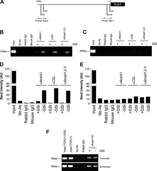 Figure 3. In vitro GSI treatment blocks the binding of Notch1, CSL, and Smad to the foxp3 promoter without inhibiting histone acetylation. Chromatin immunoprecipitation (ChIP) of CD4+CD25− splenocytes stimulated with plate-bound αCD3ϵ plus αCD28 and 2 ng/mL TGFβ1 in the presence or absence of GSI for 24 hours. (A) Primer sets were designed to span putative CSL and Smad binding sites within the foxp3 promoter. Rabbit αNotch1, rabbit αCSL, and mouse αSmad1/2/3 were used to immunoprecipitate protein-DNA complexes. De–cross-linked DNA was amplified by PCR using either primer set 1 (B) or primer set 2 (D). Band intensities were calculated using ImageJ software, version 1.38 (National Institutes of Health, Bethesda, MD; panels C,E). Data are representative of 3 independent experiments. (F) ChIP assay using antibody specific for acetylated histone H3 (αacetyl H3) and either primer set 1 from panel A or the region of the Foxp3 enhancer containing previously identified Smad3 and NFAT binding sites. Data are representative of 2 independent experiments. Input indicates total chromatin. No Ab (beads only), rabbit IgG, and mouse IgG were used as isotype controls.