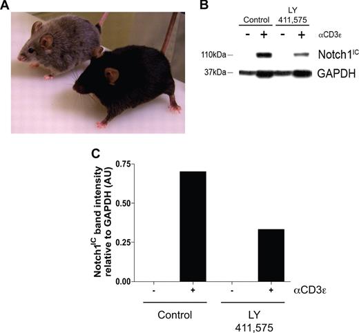 Figure 4. Administration of LY 411575 at a dose of 5 mg/kg per day is sufficient to reduce Notch1 activation in vivo. C57BL/6 mice were fed Harlan-Teklad rodent chow formulated with LY 411575 to deliver 5 mg/kg per day for 3 months. (A) Progressive hair graying evident in GSI-fed (silver mouse, n = 5) but not control chow-fed (black mouse, n = 4) mice. (B) Bulk splenocytes were harvested from mice fed chow containing LY 411575 at the dose previously described for 3 months, and were cultured for 72 hours with or without αCD3ϵ stimulation. Whole-cell lysates were prepared, and Notch1IC and GAPDH expression was detected by immunoblot. Data are representative of n = 4 (control) and n = 5 (GSI). (C) Graphic representation of band intensities from panel B. Expression of Notch1IC was normalized to GAPDH expression.