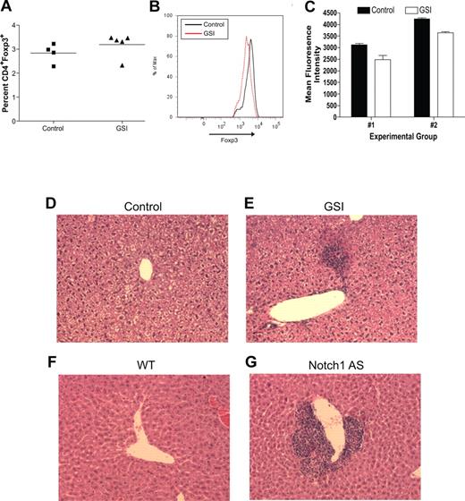Figure 5. Reduced in vivo Notch signaling results in reduced Foxp3 expression within the Treg pool and spontaneous lymphocyte infiltration of the liver. For 3 months, wild-type mice were fed either normal rodent chow (control, n = 4) or chow formulated with LY 411575 (GSI, n = 5) to deliver 5 mg/kg per day. (A) Bulk splenocytes were stained for flow cytometry with antibodies specific for CD4 and Foxp3. Values represent mean percentages. (B) Histogram representing level of Foxp3 expression, gated on live CD4+Foxp3+ cells. Data are representative of data collected from 2 independent experimental groups (group 1: control, n = 2 and GSI, n = 3; group 2: control, n = 2 and GSI, n = 2). (C) Graphic representation of mean fluorescence intensity of Foxp3 staining in all experimental groups from panel B. Values represent the mean. (D-G) H&E staining of livers from mice with normal (D,F) or reduced (E,G) levels of Notch1 signaling. One representative liver section from each group is shown: (D) control mouse, (E) GSI chow-fed mouse, (F) wild-type mouse (n = 6), (G) Notch1 antisense mouse (n = 6). A Spot digital camera (Diagnostic Instruments, Sterling Heights, MI) mounted on a Zeiss Axioscope microscope (Carl Zeiss, Jena, Germany) using a 20× objective was used to acquire figures.