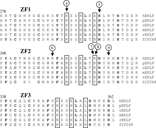 Figure 2. Sequence variants located in the zinc finger domains of EKLF. Alignment of the zinc finger domains (ZF1-ZF3) from EKLF is compared with ZIF268 (based on Figure 4 in Feng et al29). Protein sequences of genes identified as putative homologs of EKLF by NCBI's HomoloGene30 are from Homo sapiens (h), Pan troglodytes (p), Canis lupus familiaris (c), Mus musculus (m), and Rattus norvegicus (r). Boxed residues indicate XYZ amino acids required for DNA sequence recognition,31 bold residues show matches to the classical CC/HH motif,32 and circled numbers indicate positions of sequence variant types as described in Table 2.