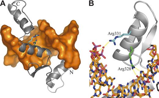 Figure 3. Homology model of the EKLF-DNA complex. (A) Overall structure of the complex. DNA is shown as an orange molecular surface; protein is shown as a gray Cα cartoon. The amino terminus (Ala278) is labeled N; the carboxy terminus (Leu362) is labeled C. The side chains of mutated residues are highlighted as sticks with the carbon atoms of Arg328 and Arg331 colored green and cyan, respectively. (B) Close-up of the ZF2 domain highlighting protein-DNA interactions involving mutated residues. DNA is shown as sticks colored by atom type. Protein is displayed as in panel A. The bound water molecule is shown as a red sphere, and putative hydrogen bonds are shown as dashed yellow lines.