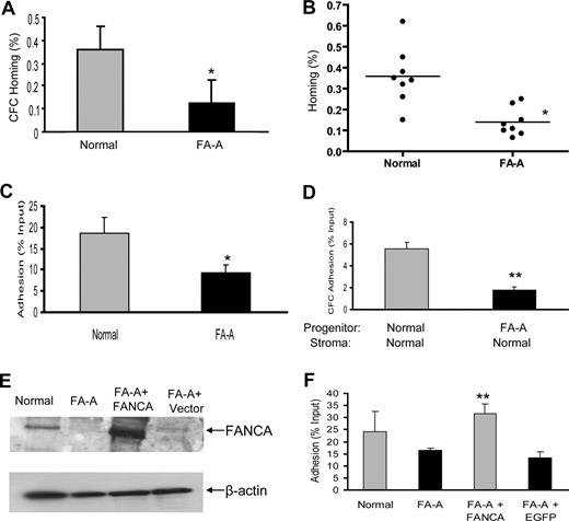 Figure 1. Impaired homing and adhesion of FA-A hematopoietic cells. (A) A total of 6 to 10 × 106 low-density BM mononuclear cells from healthy donors and patients with FA-A were injected into each sublethally irradiated NOD/SCID recipient. At 16 hours after the graft, donor-derived cells were isolated from each recipient mouse and colony (CFC) assays were performed to evaluate homing capacity of human hematopoietic progenitor cells. BM homing of human GM-CFCs was expressed as a percentage of the number of GM-CFCs infused. Results represent means plus or minus SD of 2 experiments (3 pairs of samples for each experiment and 4 recipient mice for each sample). *Difference between the FA-A and normal donors is significant at P < .05. (B) A total of 6 to 10 × 106 low-density BM mononuclear cells from each healthy donor (n = 8) and patient with FA-A (n = 8) were injected into each sublethally irradiated NOD/SCID mouse. At 16 hours after the graft, BM nucleated cells were isolated from each recipient mouse and labeled with anti human CD45-APC and CD34-PE as well as 7-AAD, followed by flow cytometry to evaluate the proportion of donor-derived human progenitor cells in the bone marrow. BM homing of human CD34+ progenitors was expressed as a percentage of the number of CD34+ BM cells infused. The horizontal bar represents the median. *Difference between the patients with FA-A and the healthy donors is significant at P < .05. (C) Cell-matrix adhesion: 105 low-density BM mononuclear cells isolated from each healthy donor and patient with FA-A were seeded into a 96-well plate coated with 20 μg/mL fibronectin CH-296. After a 2-hour incubation at 37°C, nonadherent cells were removed and adherent cells were detached and quantified. Data represent the mean plus or minus SD percentage of adhesion of 3 independent experiments in triplicates with samples from 3 healthy donors and 3 patients with FA-A. * Significance between the FA-A and normal cells at *P < .05. (D) Cell-cell adhesion: 5 × 105 BM mononuclear cells from each healthy donor and patient with FA-A were added onto confluent normal BM-derived stromal monolayers and incubated for 4 hours at 37°C; the adherent cells were then subjected to CFC assay (2 pairs of healthy donors and patients with FA-A). Numbers are given as the percentage of input CFCs (mean ± SD) with 2 independent experiments in duplicates in each experiment. **P < .01. (E) Western analysis of FANCA expression in transduced normal and FA-A lymphoblasts using an anti-FANCA antibody. (F) FA-A lymphoblasts were transduced with retrovirus expression eGFP-FANCA or eGFP alone. After fluorescence-activated cell sorting (FACS) sorting, 5 × 105 GFP+ cells together with untransduced normal and FA-A lymphoblasts were added into the 24-well plates coated with 20 μg/mL fibronectin and cultured for 2 hours. The nonadherent cells were removed, and adherent cells were detached and quantified. Shown is the mean plus or minus SD percentage of adhesion in 3 independent experiments. Fibronectin-mediated adhesion was significantly reduced in FA-A or eGFP (vector)–transduced FA-A cells compared with FANCA-complemented cells (**P < .01).