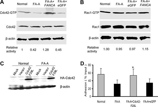 Figure 2. Decreased Cdc42 activity in FA-A cells. (A) Levels of the active, GTP-bound Cdc42 (top panels) in lymphoblasts were determined by the effector-domain (GST-PAK1) pull-down assay followed by Western blotting using an antibody against Cdc42. The relative levels of active Cdc42 are indicated below each pull-down blot. The levels of total Cdc42 (middle panels) and β-actin (bottom panels) are shown as loading controls. (B) Levels of the active, GTP-bound Rac1 in lymphoblasts as determined by the effector-domain pull-down assay followed by Western blotting using an antibody against Rac1. The levels of total Rac1 and β-actin are shown as loading controls. (C) Expression of the constitutively active mutant of Cdc42 (Cdc42-F28L) containing an N-terminal HA tag in normal and FA-A lymphoblasts was analyzed by anti-HA Western blotting. (D) Forced expression of an active Cdc42 enhances adhesion of FA-A lymphoblasts. Untransduced, eGFP (vector)–transduced, or Cdc42-F28L–transduced normal or FA-A lymphoblast cells were subjected to adhesion assays. Data represent the mean plus or minus SD of 3 independent experiments in duplicates. *Difference between the Cdc42-F28L–transduced and untransduced (FA-A) or eGFP-transduced FA-A lymphoblasts is significant at P < .05.
