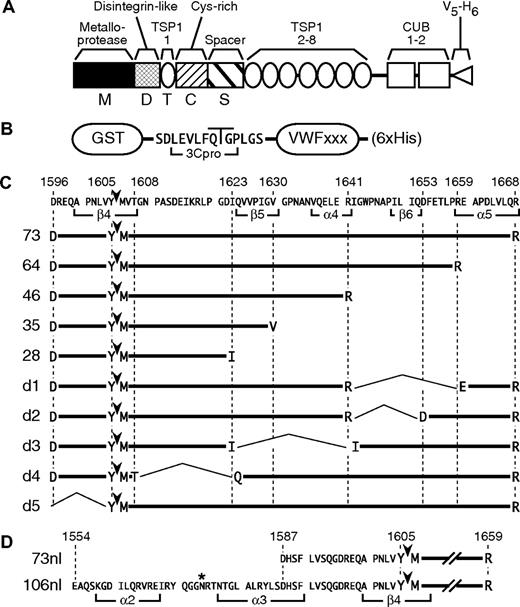 Figure 1. ADAMTS13 and VWF substrates. (A) Active ADAMTS13 consists of a metalloprotease domain (M), a disintegrin-like domain (D), a thrombospondin type 1 repeat (TSP1, T), a Cys-rich domain (Cys, C), a spacer domain (Spacer, S), 7 additional TSP1 repeats (2-8), and 2 CUB domains. In addition to full-length ADAMTS13 (FL), truncated enzymes were constructed with stop codons after Gln289 (M), Gly385 (MD), Glu439 (MDT), Cys555 (MDTC), and Ala685 (MDTCS). All constructs contain a C-terminal V5 epitope and 6 × His tag. (B) GST fusion substrates consist of a GST moiety followed by the linker SDLEVLFQGPLGS, a segment of VWF domain A2 (VWFxxx), and 6 His residues (6 × His). Rhinovirus 3C protease cleaves the indicated Gln-Gly bond in the linker sequence to produce substrates for MALDI MS analysis. (C) The amino acid sequence of VWF from Asp1596-Arg1668 is annotated to show the extent of num-bered α-helices and β-strands from a homology model of the A2 domain.1 The Tyr1605-Met1606 bond cleaved by ADAMTS13 is marked by arrowheads. Segments of VWF contained in GST constructs are indicated. (D) Substrates VWF73nl and VWF106nl represent N-terminal elongations of VWF64 and contain the sequence shown, annotated to indicate the extent of predicted α-helices and β-strands.1 The asterisk (*) indicates N-glycosylated residue Asn1574.2
