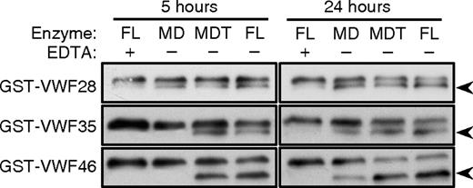 Figure 2. Cleavage of C-terminal deletion substrates. GST-VWF46, GST-VWF35, and GST-VWF28 (60-100 nM) were incubated with the indicated proteases (1 nM) for 5 hours or 24 hours without (−) or with (+) 10 mM EDTA. Substrates and 28-kDa cleavage products () were detected by gel electrophoresis and Western blotting with anti-GST antibody. The blots for GST-VWF28 were exposed to film for 35 seconds; other blots were exposed to film for 15 seconds. Results are representative of 3 independent experiments.