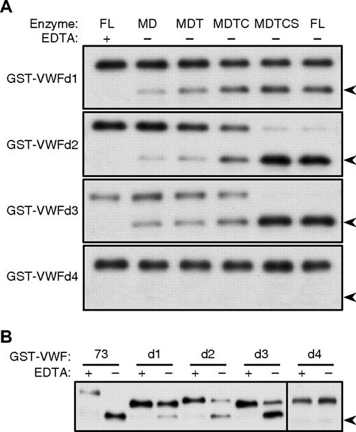 Figure 3. Cleavage of internal deletion substrates. Substrates (65 nM) were incubated (A) with the indicated recombinant proteases (2 nM) for 1 hour, or (B) with plasma ADAMTS13 (0.3 nM) for 2 hours, without (−) or with (+) 10 mM EDTA. Substrates and 28-kDa cleavage products () were detected by gel electrophoresis and Western blotting with anti-GST antibody. Results are representative of 3 independent experiments.