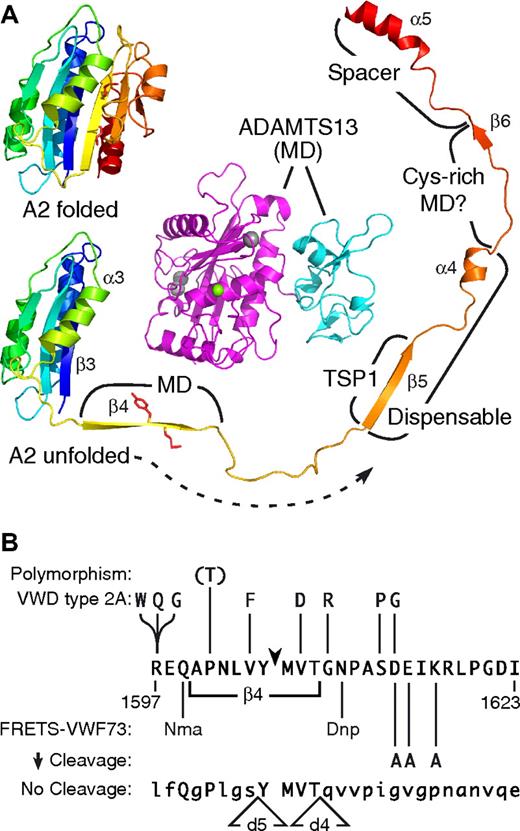Figure 5. ADAMTS13-VWF interactions. (A) A homology model of the ADAMTS13 metalloprotease (magenta) and disintegrin-like domains (cyan) is shown (MD) to provide a sense of scale, with active site Zn2+ ion (green) and 3 structural Ca2+ ions (gray) as spheres. The VWF A2 domain is predicted to consist of a 6-stranded β-sheet surrounded by 5 α-helices. Residues Tyr1605-Met1606 (side chains in red) are buried in strand β4. Exposure of this bond to ADAMTS13 requires substantial unfolding of domain A2; more distal segments that interact with specific domains of ADAMTS13 are labeled. The locations of these ADAMTS13 domains relative to the MD moiety are not known. Deletion of strand β5 through helix α4 (dispensable) has a minimal effect on the rate of substrate cleavage. Molecular graphics prepared with PyMOL (DeLano Scientific, Palo Alto, CA). (B) The minimal segment of VWF domain A2 that ADAMTS13 is known to cleave consists of residues Arg1597-Ile1623. VWD type 2A mutations that increase cleavage are shown. A VWF polymorphism that may not impair cleavage is shown in parentheses to indicate that cleavability of VWF(1601T) has not been studied directly. Synthetic substrate FRETS-VWF73 is cleaved rapidly with replacement of side chains of Gln1599 by N-methylanthranylate and Asn1610 by 2,4-dinitrophenyl.29 Alanine substitutions at 3 positions reduce the rate of VWF cleavage.28 Substrates with deletions VWFd4 and VWFd5 (Figure 1C) have the sequences shown, with altered residues in lowercase and preserved residues in uppercase, and neither substrate is cleaved detectably.