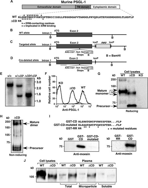Figure 1. Generation of ΔCD mice. (A) Schematic of the extracellular, transmembrane (TM), and cytoplasmic domains of murine PSGL-1. The amino acid sequence of the WT cytoplasmic domain is depicted. *Residues implicated by mutagenesis as contributing to binding to ERM proteins.18 +Residues that directly contact an ERM protein in a crystal structure.41 The 2 arginines in the ΔCD cytoplasmic domain are shown. (B-D) Diagrams of the WT Selplg allele, the targeted allele, and the targeted allele after Cre-mediated deletion of the neo cassette. The probe used for Southern blotting is underlined. (E) Southern blot of BamHI-digested genomic DNA from WT mice and from mice heterozygous or homozygous for the targeted allele. (F) Flow cytometric analysis of PSGL-1 expression on peripheral blood neutrophils from WT mice, ΔCD mice (homozygous for the targeted allele), and PSGL-1 knockout (KO) mice. Cells were incubated with PE-conjugated anti–PSGL-1 mAb 2PH1. (G,H) Western blots of leukocyte lysates electrophoresed under reducing or nonreducing conditions. Blots were probed with rabbit anti–PSGL-1 IgG. Arrows mark the precursor and mature forms of PSGL-1. (I) Recombinant moesin was incubated with GST fused to the entire cytoplasmic domain of PSGL-1 (GST-CD), the cytoplasmic domain in which 4 residues required for binding to ERM proteins were substituted with alanines (GST-CD–mutated), or to the 2 arginines in the cytoplasmic domain of ΔCD mice (GST-RR). Precipitated protein was eluted and probed by Western blot with antimoesin antibody under reducing conditions. Equivalent loading was confirmed by reprobing with anti-GST antibody (data not shown). Results are representative of 3 experiments. (J) Leukocyte lysates or PSGL-1 immunoprecipated from total plasma or from microparticle or soluble fractions of plasma were probed by Western blot with anti–PSGL-1 mAb MTH31 under reducing conditions. Results are representative of 5 experiments.