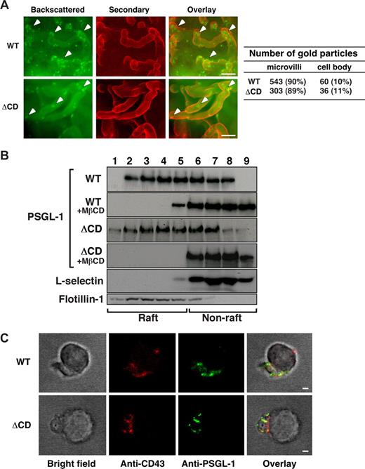 Figure 2. ΔCD PSGL-1 distributes normally to microvilli, lipid rafts, and uropods of leukocytes. (A) PSGL-1 on surfaces of WT and ΔCD leukocytes was visualized by immunogold labeling and scanning electron microscopy. Shown are pseudo-colored images of backscattered electrons (gold detection), secondary electrons (cell surface detection), and an overlay. Arrowheads mark gold particles on microvilli. Bar represents 250 nm. Quantification of gold particles on microvilli and cell bodies of WT and ΔCD leukocytes is shown on the right. (B) WT or ΔCD leukocytes were incubated in control buffer or buffer containing methyl-β-cyclodextrin (MβCD) and then lysed in cold 1% Triton X-100. The lysate was centrifuged in a discontinuous OptiPrep gradient. Fractions collected from the top were analyzed by Western blotting with antibodies to the indicated proteins. Results are representative of 3 independent experiments. (C) WT or ΔCD neutrophils stimulated with fMLP were fixed, incubated with biotinylated rabbit anti–mouse PSGL-1 IgG, followed by streptavidin–Alexa 488. After washing, cells were incubated with goat anti–mouse CD43 IgG, followed by donkey anti–goat IgG–Alexa 546. Cells were visualized by fluorescence microscopy. The specificity of staining was confirmed with control incubations (“Immunofluorescence”). Images are representative of 40 polarized cells examined for each genotype. Bar represents 1 μm.
