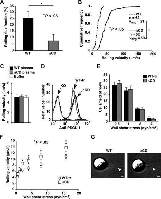 Figure 3. Rolling of WT and ΔCD leukocytes on P-selectin in vivo and in vitro. (A) Leukocyte rolling flux fractions in venules of cremaster muscle from WT and ΔCD mice subjected to trauma to mobilize P-selectin to the endothelial cell surface. (B) Leukocyte rolling velocity distributions in venules of cremaster muscle from WT and ΔCD mice subjected to trauma. The cumulative histograms of rolling velocities of the indicated number of leukocytes are depicted. The mean rolling velocities (Vavg) are also shown. (C) Velocities of WT neutrophils suspended in buffer, WT plasma, or ΔCD plasma rolling on P-selectin at a wall shear stress of 1 dyne/cm2. (D) Flow cytometric analysis of PSGL-1 expression on ΔCD leukocytes and on WT leukocytes treated with OSGE (WT-tr). Leukocytes were incubated with PE-conjugated anti–PSGL-1 2PH1, which recognizes an epitope within the N-terminal P-selectin–binding region. (E) Number of WT-tr or ΔCD neutrophils rolling on P-selectin (235 sites/μm2) captured on the floor of a flow chamber at the indicated wall shear stress. (F) Velocities of WT-tr or ΔCD neutrophils rolling on P-selectin at the indicated wall shear stress. (G) Representative membrane tethers, marked by arrowheads, extending from the trailing edge of a WT or ΔCD neutrophil rolling on P-selectin at a wall shear stress of 1 dyne/cm2. Flow is from right to left. Bar represents 1 μm. In panels A and B, injection of 30 μg anti–P-selectin mAb RB40.34 detached all rolling leukocytes, confirming the P-selectin–dependency of rolling. In panels C and in E-G, rolling was eliminated by anti–PSGL-1 mAb 4RA10 or anti–P-selectin mAb RB40.34. The data represent the mean plus or minus SEM from at least 3 experiments.