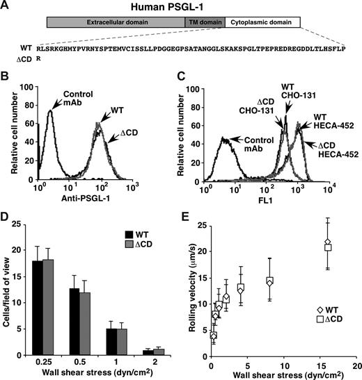 Figure 4. Transfected CHO cells expressing matched densities of WT or ΔCD human PSGL-1 roll equivalently on P-selectin. (A) Schematic of WT and ΔCD human PSGL-1 constructs. (B) Surface expression of WT and ΔCD PSGL-1 on transfected CHO cells measured by binding of anti–human PSGL-1 mAb PL1. (C) Surface expression of core 2 O-glycans capped with sialyl Lewis x on transfected CHO cells measured by binding of mAb CHO-131. (D) Number of cells rolling on P-selectin at the indicated wall shear stress. (E) Velocities of cells rolling on P-selectin at the indicated wall shear stress. The data represent the mean plus or minus SD from 3 experiments. In panels D and E, rolling was eliminated by anti–human P-selectin mAb G1 or anti–human PSGL-1 mAb PL1.
