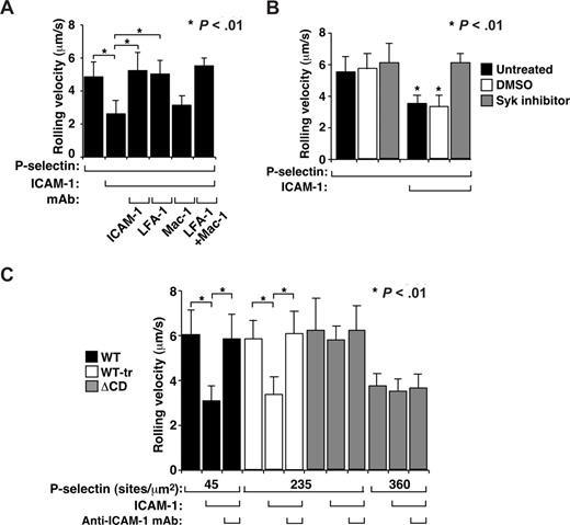 Figure 5. ΔCD neutrophils rolling on P-selectin do not activate β2 integrins to slow rolling on ICAM-1. (A) Velocities of WT neutrophils rolling on P-selectin (45 sites/μm2) without or with coimmobilized ICAM-1 (240 sites/μm2) in the presence or absence of blocking mAb to the indicated protein. (B) Velocities of WT neutrophils rolling on P-selectin (45 sites/μm2) without or with coimmobilized ICAM-1 (240 sites/μm2) in the presence or absence of the Syk inhibitor piceatannol or the solvent control DMSO. (C) Velocities of WT, WT-tr, or ΔCD neutrophils rolling on the indicated density of P-selectin without or with coimmobilized ICAM-1 (240 sites/μm2) in the presence or absence of blocking mAb to ICAM-1. The wall shear stress in all experiments was 1 dyne/cm2. The data represent the mean plus or minus SEM from 3 experiments.