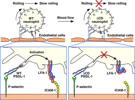 Figure 6. Separable requirements for the cytoplasmic domain of PSGL-1 in leukocyte rolling and signaling. The cytoplasmic domain is not required to localize PSGL-1 in microvilli or to support neutrophil rolling on P-selectin. However, it is essential to transmit signals that activate LFA-1 to slow rolling on ICAM-1 under flow.
