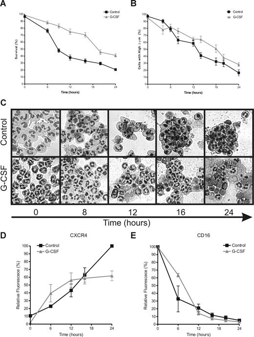 Figure 1. G-CSF inhibits neutrophil apoptosis. Neutrophils were incubated in the absence or presence of G-CSF (10 ng/mL). Samples were taken at various times to determine the indicated hallmarks of apoptosis. (A) Cells were stained with FITC-labeled annexin V and PI and analyzed by flow cytometry. The percentage of double negative cells is expressed as survival. (B) Cells were loaded with the ▵ψm-sensitive dye JC-1 and analyzed by flow cytometry. When JC-1 accumulates in mitochondria with a high ▵ψm it displays red fluorescence (FL-2), while the dye is green fluorescent (FL-1) when ▵ψm is low. The percentage of cells with a high ▵ψm is expressed in this graph, corrected for background staining (ie, the JC-1 fluorescence of cells treated with 1 μM of the uncoupler CCCP). The average slope for the loss of ▵ψm in the control cells was −3.53 plus or minus 0.1801, SEM) %/h, while the average slope for the G-CSF–treated cells was −2.66 plus or minus 0.1927, SEM) %/h. The difference between the slopes is highly significant with a P value of .001. (C) Cells (2 × 105) were spotted on microscopy glasses and stained with May-Grünwald Giemsa stain before analysis with a light microscope. Pictures were taken at 40× magnification and are representative of 6 different experiments. (D,E) Cells were double labeled for CXCR4 and CD16 and analyzed by flow cytometry. Data are expressed as a percentage of the maximum fluorescence for the control sample at 0 hours for CD16 and 24 hours for CXCR4. All graphs represent the means (± SEM) of 6 different experiments performed in duplicate.