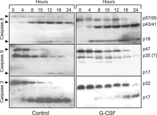 Figure 2. G-CSF inhibits the activation of caspase-9 and -3, but not of caspase-8. Samples of neutrophils incubated in the presence or absence of 10 ng/mL G-CSF were taken at the indicated times, subjected to SDS-PAGE and analyzed on Western blots, stained with antibodies against the indicated caspases. indicates the full-length, inactive caspases and their cleavage products after activation. Equal amounts of cells (1.5 × 106), dissolved in sample buffer, were loaded in each lane. All blots are representative of at least 4 independent experiments.
