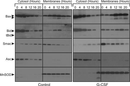 Figure 3. G-CSF does not inhibit the release of proapoptotic factors from the mitochondria during apoptosis. Untreated neutrophils or neutrophils treated with 10 ng/mL G-CSF were fractionated at the indicated time points. The cytosolic fractions, which contain no mitochondria, and the pellet fractions, which are enriched for mitochondria, were subjected to SDS-PAGE and analyzed on Western blots stained for the indicated proteins. indicates the full-length proteins and cleavage products in the cases of Bax and Bid. Blots were reprobed for ASC (cytosolic) and MnSOD (mitochondrial matrix) to control for cross contamination and protein loading (bottom panels). All blots are representative of at least 4 independent experiments.