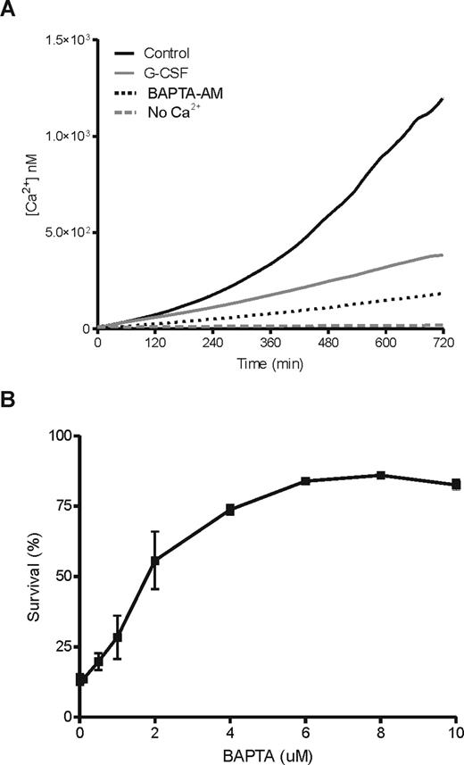 Figure 4. G-CSF inhibits the steady increase in cytosolic free Ca2+ during neutrophil aging, which is essential for apoptosis. Neutrophils were loaded with the fluorescent Ca2+ indicator Fluo-3 and incubated in the presence or absence of 10 ng/mL G-CSF in the stirred cuvette of a fluorometer, while the increase in fluorescence was measured every minute for 12 hours. As controls, cells where loaded with 10 μM of the cell permeable Ca2+-chelator BAPTA-AM or incubated in the absence of extracellular Ca2+ (A). Data represent the average of 3 independent experiments. An increase in intracellular free Ca2+ is a requirement for the process of neutrophil apoptosis, because treating the cells with an increasing dose of BAPTA-AM induced up to 75% neutrophil survival at 10 μM after 18 hours of incubation (B). The percentage of surviving cells is expressed as a lack of annexin V/PI staining determined by flow cytometry. Data represent the mean (± SEM) of 3 independent experiments performed in duplicate.
