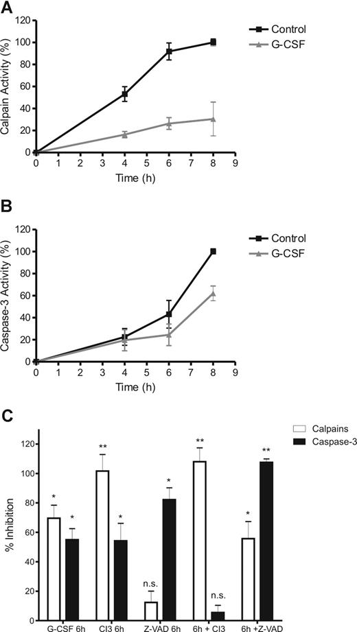 Figure 5. G-CSF inhibits calpain activation, upstream of caspase-3. To determine calpain and caspase-3 activation during neutrophil apoptosis, cytosolic extracts of neutrophils, incubated in the presence of 10 ng/mL G-CSF and various inhibitors as indicated, were made at the indicated times (A,B) or after 8 hours (C). Protease activity was determined by incubating the samples in the presence of a fluorescent peptide, specific for either caspase-3 or calpains. After incubation, the increase in fluorescence was used as an indicator of the relative protease activity in the samples. To control for inhibitor/substrate specificity, the sample with the highest protease activity (the 8-hour control) was treated with 20 μM of the pan-caspase inhibitor z-VAD or 20 μM of the calpain inhibitor 3 (CI3). Activity is expressed as a relative to the control (8 hours, no inhibitors) as corrected for background activity (0 hours, no inhibitors). All data represent the mean (± SEM) of 3 independent experiments performed in duplicate. Significance was determined relative to the control (8 hours, no inhibitors) by paired, 1-tailed Student t test. *P < .05, **P < .001, and n.s. (not significant), P > .05.