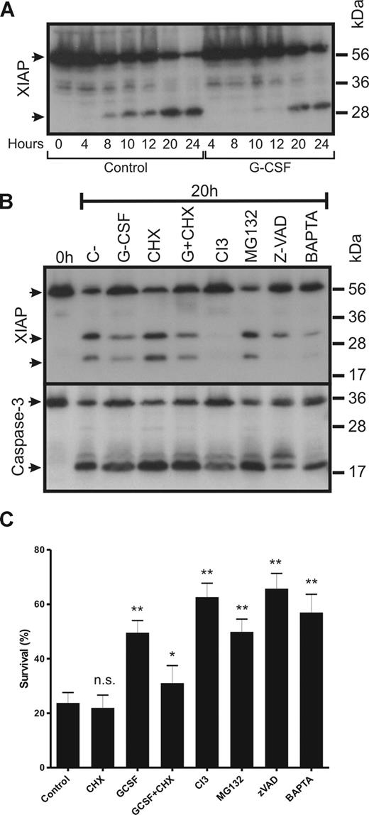 Figure 6. G-CSF inhibits the degradation of XIAP in neutrophils. Neutrophils were incubated in the absence or presence of G-CSF, cycloheximide (CHX), G-CSF + CHX (G + CHX), the calpain inhibitor CI3 (20 μM), the proteasome inhibitor MG132 (50 μM), the caspase inhibitor z-VAD (20 μM) or the Ca2+chelator BAPTA (5 μM) for 16 hours. After incubation, whole-cell lysates were prepared, run on SDS-PAGE gel and analyzed by Western blot for XIAP expression (A,B). indicates full-length XIAP (57 kDa) and its cleavage products (∼30 kDa and ∼20 kDa). The antibody is directed against a region at the C-terminal site of the protein, including the BIR3 domain. The blot is representative of 3 independent experiments. For panel B, the blot was reprobed to detect caspase-3. Survival was determined by annexin V staining on the flow cytometer (C). Data are expressed as a percentage (± SEM) of annexin V negative cells and represent 4 different experiments performed in duplicate. Significance was determined relative to the control (20 hours, no inhibitors) for all samples except G-CSF + CHX, which was compared with G-CSF, by paired, 1-tailed Student t test. *P < .05, **P < .001, and n.s. (not significant), P > .05.