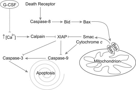 Figure 7. Schematic representation of the apoptotic pathways in neutrophils. Caspase-8 is activated after death receptor clustering and consequently activates Bid. Bid activates Bax, which multimerizes in the mitochondrial membrane, forming the permeability transition pore, through which Smac and cytochrome c are released. Smac competes with caspase-3 and -9 for binding with XIAP, thus removing its inhibitory effect from these caspases. Cytochrome c activates caspase-9 through the apoptosome. Finally, caspase-9 activates caspase-3, which executes the process of apoptosis. In parallel, Ca2+ levels rise spontaneously, which leads to the activation of calpains. The calpains cleave XIAP, resulting in a more rapid activation of caspases-9 and -3. G-CSF inhibits this rise in Ca2+, leading to inhibition of calpain activation, preventing the subsequent degradation of XIAP and causing a delay in the activation of caspases-9 and -3.