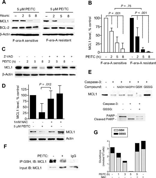 Figure 6. Effect of PEITC on MCL1 stability and its glutathionylation state in CLL cells. (A) Time-dependent effect of 5 μM PEITC on MCL1 and BCL2 protein levels in F-ara-A–sensitive and –resistant CLL cells, detected by Western blot analysis. (B) Quantitation of MCL1 protein after exposure to PEITC as described in panel A. Each bar represents the mean and 95% CI from 7 F-ara-A–sensitive or 6 of F-ara-A–resistant CLL patient samples. (C) Suppression of PEITC-induced MCL1 degradation by caspase inhibitor Z-VAD-fmk. Cells were pretreated with 20 μM Z-VAD-fmk for 30 minutes before exposure to 5 μM PEITC. A representative Western blot from experiments with a CLL sample is shown. Similar results were obtained using another sample. (D) Suppression of PEITC-induced MCL1 degradation by NAC. CLL cells were preincubated with 1 mM NAC for 1 hour before exposure to 5 μM PEITC for 5 hours. Each bar represents the mean and 95% CI of 4 different CLL samples. (E) Glutathionylation prevented caspase-3–mediated cleavage of MCL1 in vitro. Dialyzed CLL lysates were incubated with 0.5 mM NADH, 0.5 mM NADPH, 2 mM GSH, or 2 mM GSSG for 10 minutes, and then exposed to recombinant caspase-3 for 60 minutes. Cleavage of MCL or PARP was detected by Western blot analysis. Representative results are shown. (F) PEITC treatment reduced the level of glutathionylation of MCL1 in CLL cells. CLL cells were exposed to 5 μM PEITC for 2.5 hours. Glutathionylated protein was immunoprecipitated (IP) using anti-GSH, and the levels of glutathionylated MCL-1 were analyzed using immunoblotting (IB) with anti-MCL1 antibody. Because PEITC induces rapid degradation of MCL1 protein, 3-fold higher amount of protein from the PEITC-treated sample was used for IP (input) to allow the detection of MCL1 signal. (G) Depletion of total glutathione and ratio of GSH/GSSG after 5 μM PEITC treatment as in panel F. Addition of 1 mM NAC restored cellular glutathione. Each stacked bar (GSH/GSSG) represents the average of duplicate measurements.