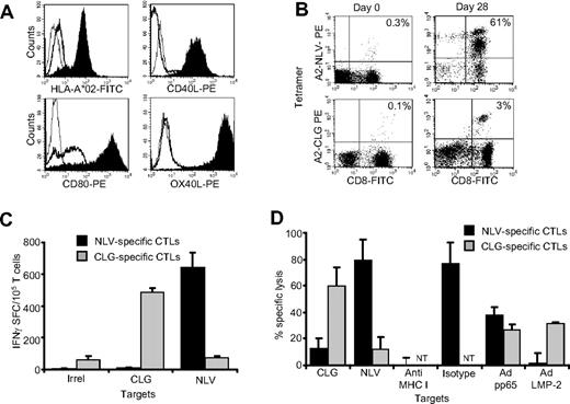 Figure 1. Generation and validation of artificial antigen-presenting cells. The K562 cell line was modified using retroviral vectors to stably express transgenic HLA-A*02, CD80, CD40L, and OX40L. (A) The expression of the transgenic molecules in modified (K562/aAPC; filled profiles) and nontransduced cells (bold lines). Isotype controls are illustrated as thin lines. To assess functionality, K562/aAPCs loaded with either NLV or CLG peptides were used to reactivate NLV- or CLG-specific CTLs, respectively, from PBMC of CMV- or EBV-seropositive HLA-A*02 healthy donors. (B) Tetramer staining illustrates the enrichment of expanded CTLs in NLV and CLG T-cell precursors (right panels) after 28 days of culture, compared with PBMCs before ex vivo culture (left panels). (C) Frequency of CTLs responding to NLV (■) or CLG peptides () as assessed by IFNγ ELIspot assay in a representative donor after 3 stimulations with aAPCs loaded with the specific peptides. IFNγ production in response to an irrelevant peptide (ELA peptide) was negligible. (D) Cytotoxic activity of these CTLs using a standard 51Cr release assay at an effector:target ratio of 20:1. Target cells were autologous PHA blasts loaded either with NLV or CLG-peptides, and autologous EBV lymphoblastoid cell lines (LCL) transduced with an adenoviral vector encoding the full protein of either pp6533 or LMP-2.34 Specific killing was MHC-restricted because it was inhibited by preincubation of PHA blasts with class I MHC blocking antibodies, but not with isotype. Shown is 1 representative experiment of 5 donors. NT indicates not tested.