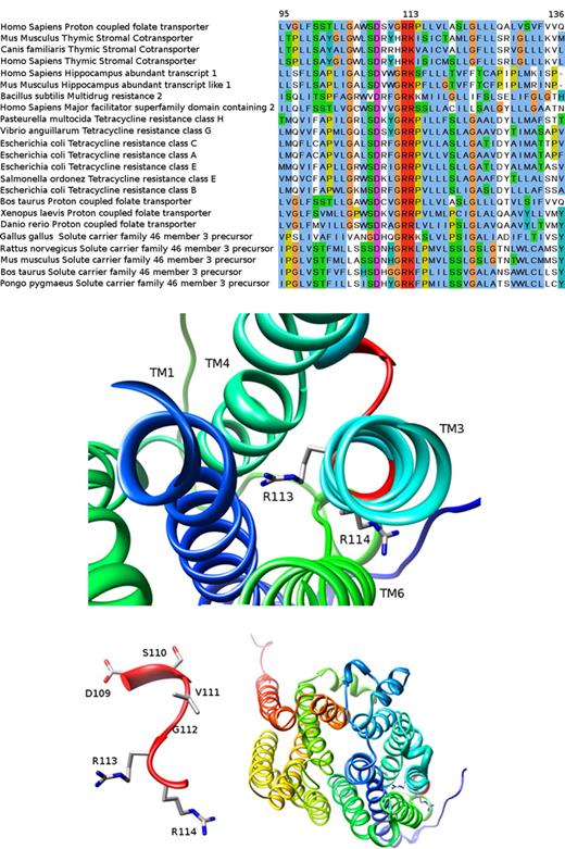 Figure 5. Homology of the human PCFT to various transporters and 3D modeled structure of PCFT based on the crystal structure of the glycerol-3-phosphate transporter. The bioinformatics analysis performed here is given in great detail in Document S1. (A) A section of the multiple sequence alignment created by MUSCLE (residues 95-136 according to the human PCFT sequence; see bioinformatic methodology in Document S1). The human PCFT appears in the first line. Note the remarkable degree of conservation at this segment and especially human PCFT residue R113 that is absolutely conserved in many transporters from bacteria to man. This figure was prepared with JALVIEW31 and edited with GNU Image Manipulation Program (GIMP; http://www.gimp.org). (B-D) The 3D modeled structure of human PCFT viewed from the extracellular face. TM helices are presented in ribbon and residue side chains are shown in sticks and colored by element (carbon in gray, oxygen in red, and nitrogen in blue). (B) TM1, TM3, TM4, and TM6 in the vicinity of R113 and R114. (C) The D109-R114 short loop between TM2 (not shown) and TM3 (see panel A). (D) Overall view of the model. The 4 TM regions surrounding the conserved loop appear on the right bottom corner of the figure. Molecular graphics images were produced using the Chimera package from the Resource for Biocomputing, Visualization, and Informatics at the University of California, San Francisco (supported by National Institutes of Health P41 RR-01 081).