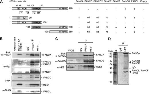 Figure 1. FA proteins interact with HES1. (A) Yeast-2-hybrid assay with HES1 and FA proteins. Yeast strain AH109 was cotransformed with HES1 constructs expressing full-length or truncated HES1 protein with FA proteins as indicated and assayed for interaction as described in “Yeast-2-hybrid.” A positive interaction is indicated as +. Negative controls included pGBK-HES1 cotransformed with pGADT7 empty vector. (B) FA core complex components coimmunoprecipitate with HES1. 293T cells were cotransfected with HA-tagged HES1 and FA coding vectors and were subjected to immunoprecipitation (IP) with either anti-FANCA antibodies, anti-HES1 antibodies, or control IgG. IP was analyzed by SDS-PAGE and Western blotting using the indicated antibodies. (C) Co-IP of endogenous proteins from 293T cell extracts using anti-HES1 or anti-FANCA antibodies. (D) Coomassie gel staining of endogenous protein extracts of 293T cells subjected to IP using anti-HES1 antibodies. Major bands were extracted from gel slices and the indicated proteins were identified by mass spectrometry.