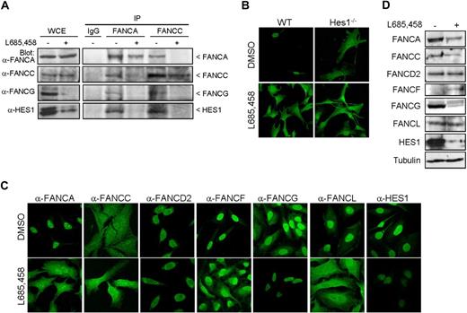 Figure 3. HES1 affects FANCA and FANCL nuclear localization. (A) Immunoprecipitation of FANCA and FANCC in HeLa cells treated with the γ-secretase inhibitor L685,458 (10 μM, 5 hours) or DMSO (control) and Western blotted for FANCA, FANCC, FANCG, and HES1. (B) Immunofluorescence staining of endogenous FANCA in Hes1−/− and wild-type fibroblasts cells with and without treatment with L685,458 (10 μM, 5 hours) or DMSO control. (C) Immunofluorescence staining of endogenous FA proteins, as indicated, or HES1 in HeLa cells treated with the γ-secretase inhibitor L685,458 (10 μM, 5 hours) or DMSO (control). The staining was visualized by confocal microscopy. Confocal fluorescence settings were established with untreated cells. (D) FA protein levels from HeLa cell extracts treated with L685,458 (10 μM, 5 hours) and analyzed by Western blotting.