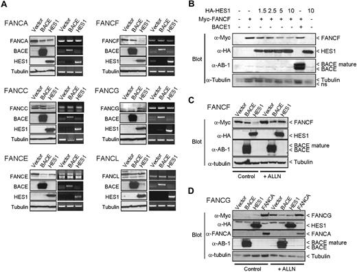Figure 4. HES1 affects FANCF and FANCG protein stability. (A) 293T cells were cotransfected with FA gene expression plasmids as indicated with either empty, or BACE1 or HES1 coding vectors. Both protein and RNA were extracted and subjected to either SDS-PAGE (left panel) or RT-PCR (right panel) of each gene as indicated. Endogenous tubulin protein and GAPDH RNA expression were used as internal controls. (B) Dose-dependent effect of HES1 on FANCF protein stability. 293T cells were cotransfected with FANCF expression plasmids along with increasing amounts of HES1 coding vector as indicated (μg). The total amount of transfected plasmid was equalized for all strategies with control empty vectors. (C,D) 293T cells cotransfected with FANCF or FANCG along with either empty, or BACE1 or HES1 expression plasmids were treated with the proteasome inhibitor ALLN (50 μM) for 16 hours following transfection. The FANCA expression plasmid was used as a positive control for FANCG stabilization.