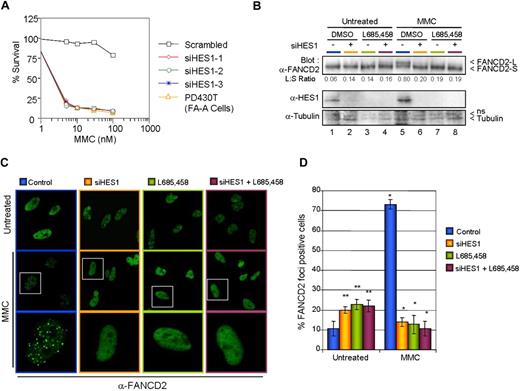 Figure 6. HES1 is required for MMC resistance. (A) HeLa cells transfected with 3 different Stealth RNAi against HES1 or scrambled sequences were treated with various concentration of MMC. The cells were incubated for 5 days before counting. (B) HES1 is required for FANCD2 monoubiquitination. Ubiquitination analysis of FANCD2 in HeLa cells that were depleted of HES1 by either Stealth RNAi against HES1, HES1 scrambled sequences (negative control), or the γ-secretase inhibitor L685,458. (C) FANCD2 foci formation in HeLa cells. HeLa cells depleted of HES1 using either Stealth RNAi against HES1, HES1 scrambled sequences (negative control), or the γ-secretase inhibitor L685,458 were treated with 120 ng/mL MMC and subjected to immunofluorescence analysis 16 hours later. White boxes indicate selected cells (middle panel) shown at higher magnification in the bottom panel. (D) Reduction in the number of DNA damage–induced FANCD2-containing foci cells following HES1 depletion. Cells containing more than 5 bright foci were scored as FANCD2-positive cells. Mean (± SD) of 3 separate experiments each from 100 cells. *P < .01; **P < .05.